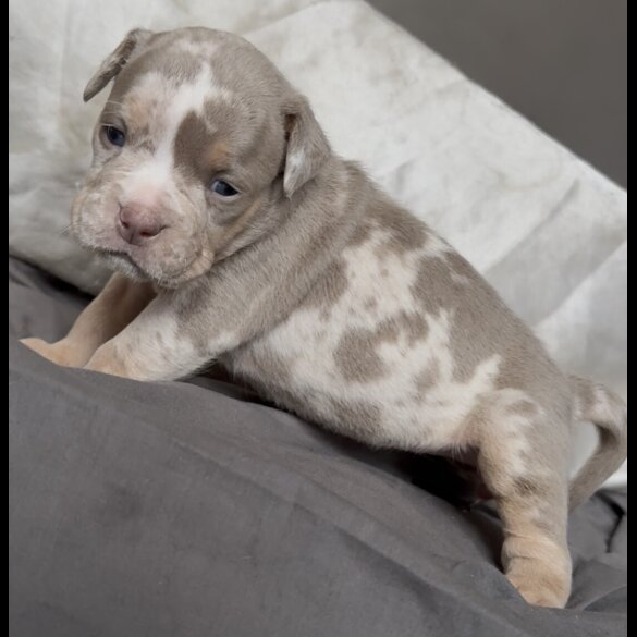 English Bulldog - Both
