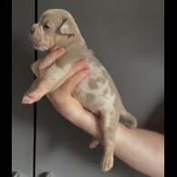 English Bulldog - Both