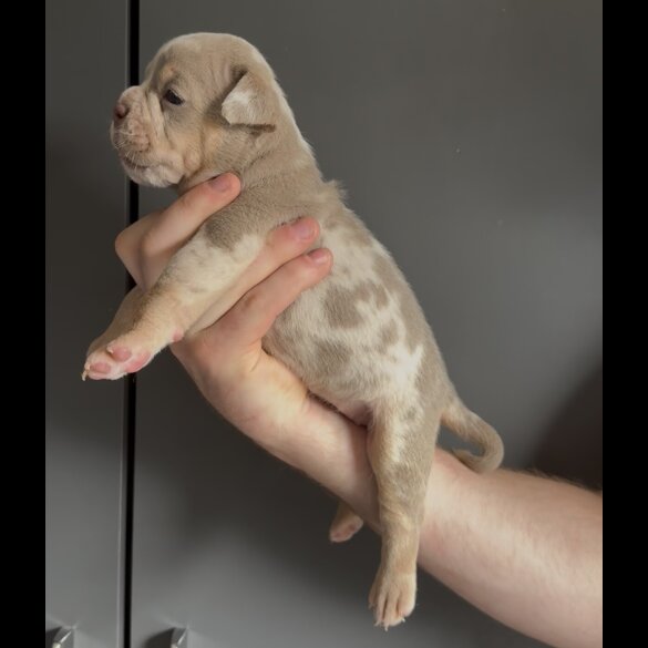 English Bulldog - Both