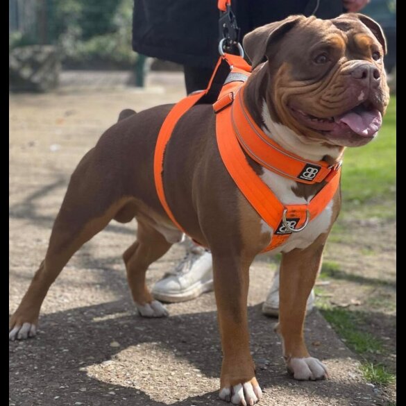 English Bulldog - Both