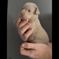 English Bulldog - Both