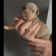English Bulldog - Both
