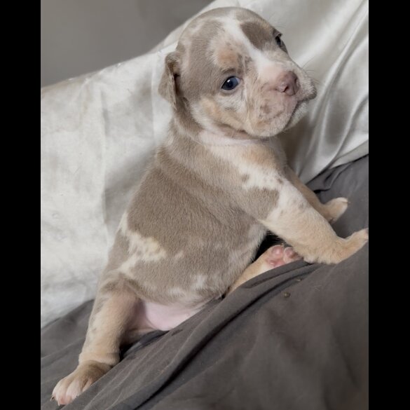 English Bulldog - Both