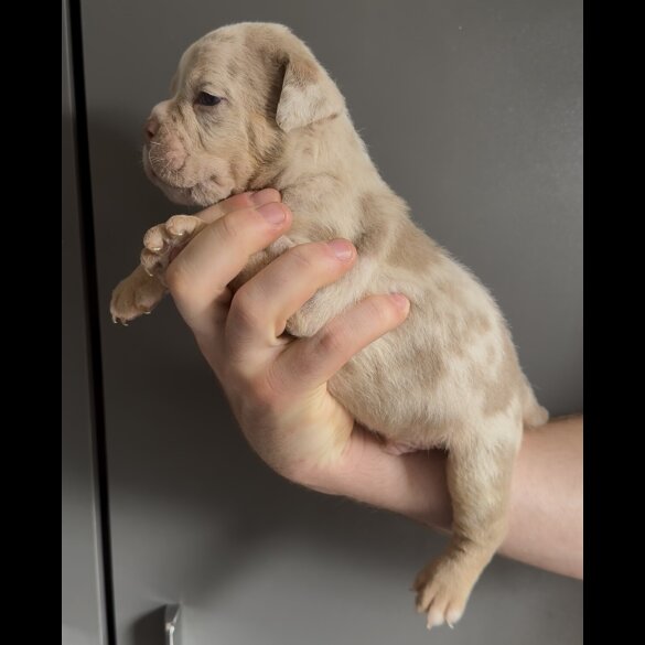 English Bulldog - Both