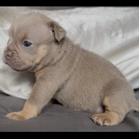 English Bulldog - Both