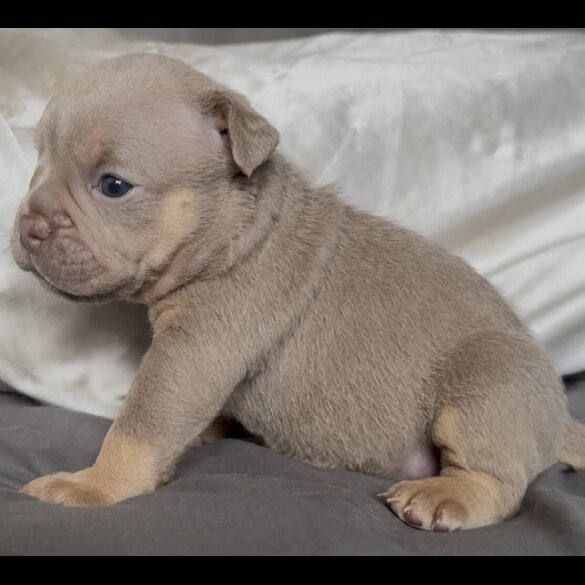 English Bulldog - Both