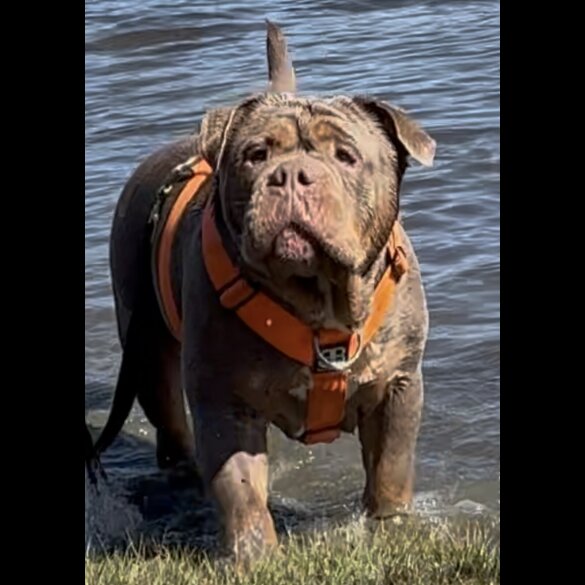 English Bulldog - Both
