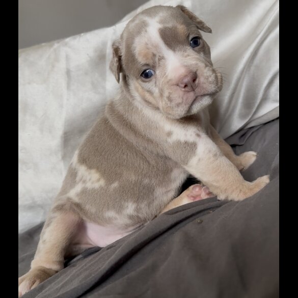 English Bulldog - Both