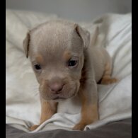English Bulldog - Both