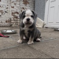 English Bulldog - Both