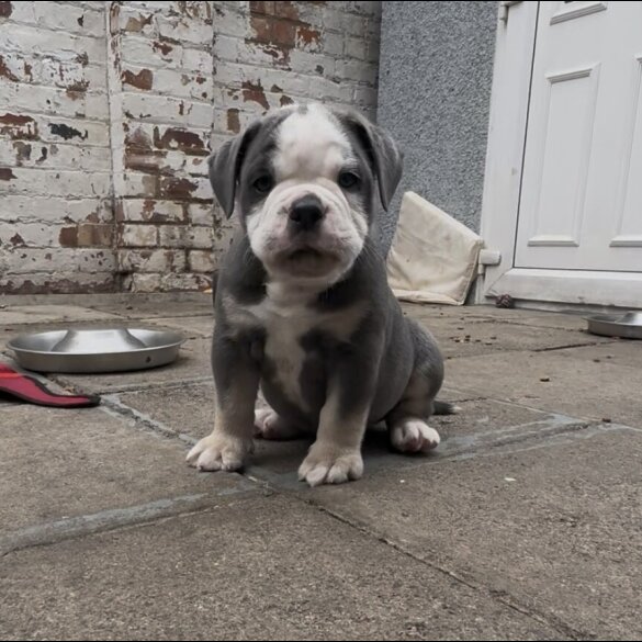 English Bulldog - Both