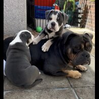English Bulldog - Both