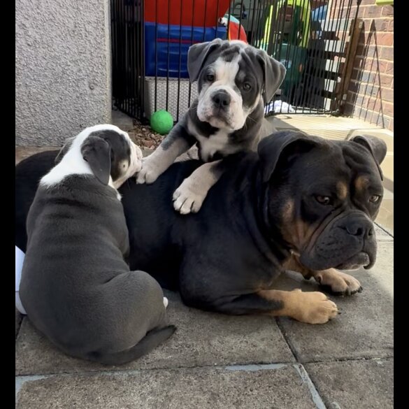 English Bulldog - Both