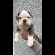 English Bulldog - Both