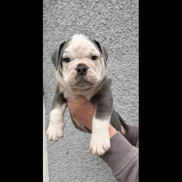 English Bulldog - Both