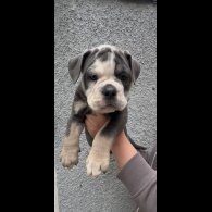 English Bulldog - Both