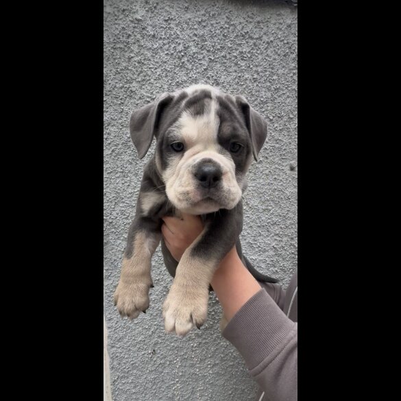 English Bulldog - Both