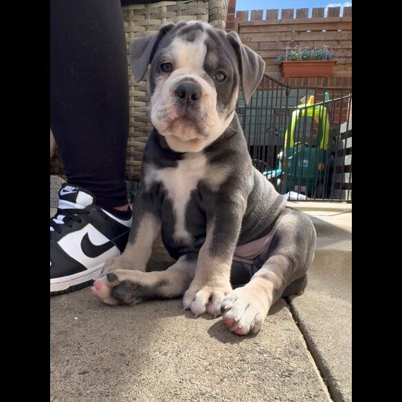 English Bulldog - Both
