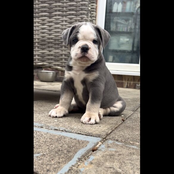 English Bulldog - Both