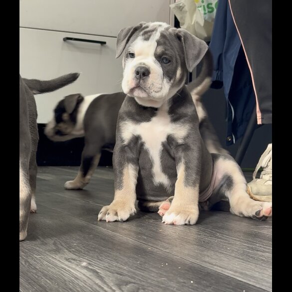 English Bulldog - Both