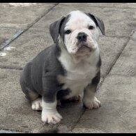 English Bulldog - Both