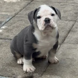 English Bulldog - Both