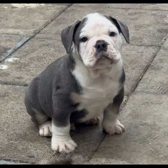 English Bulldog - Both