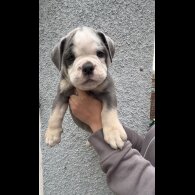 English Bulldog - Both