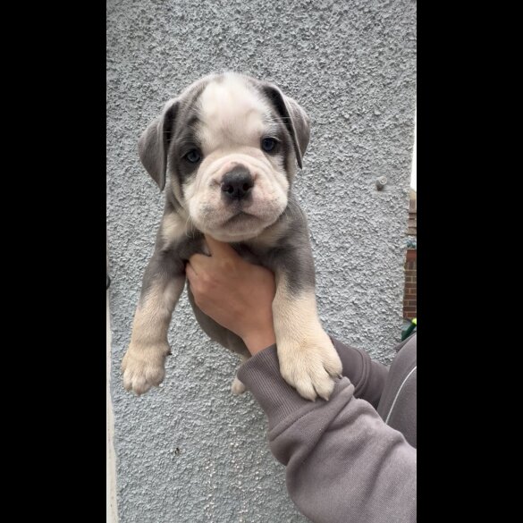 English Bulldog - Both
