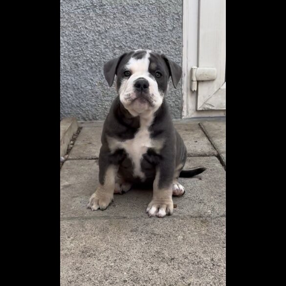 English Bulldog - Both