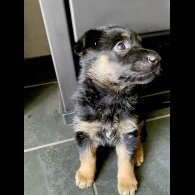 German Shepherd (Alsatian) - Both