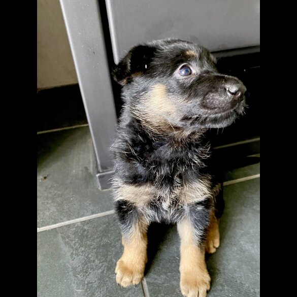 German Shepherd (Alsatian) - Both