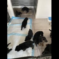 German Shepherd (Alsatian) - Both
