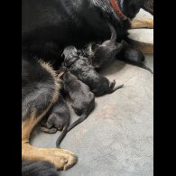 German Shepherd (Alsatian) - Both