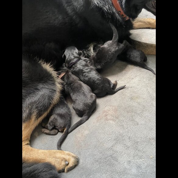 German Shepherd (Alsatian) - Both