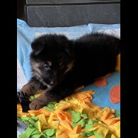 German Shepherd (Alsatian) - Both