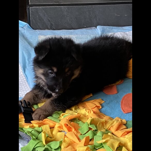 German Shepherd (Alsatian) - Both