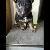 German Shepherd (Alsatian) - Both