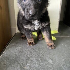German Shepherd (Alsatian) - Both