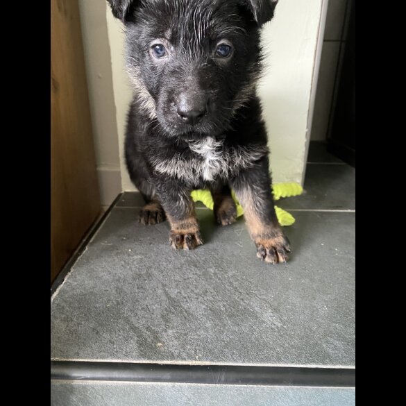 German Shepherd (Alsatian) - Both
