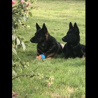 German Shepherd (Alsatian) - Both