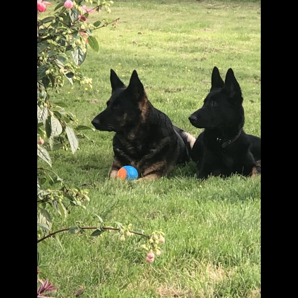 German Shepherd (Alsatian) - Both