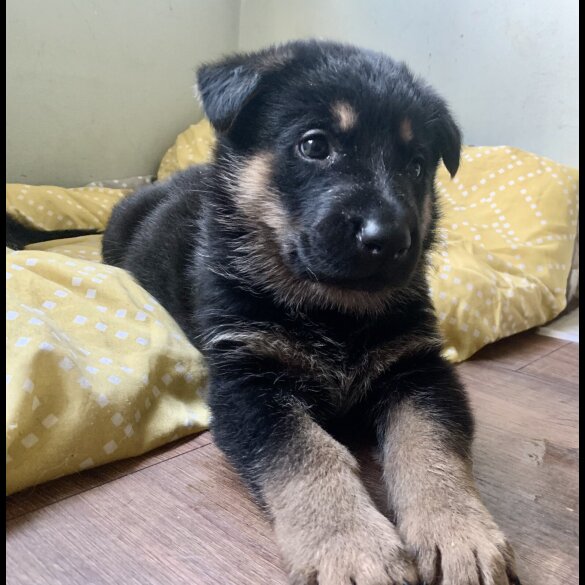 German Shepherd (Alsatian) - Both