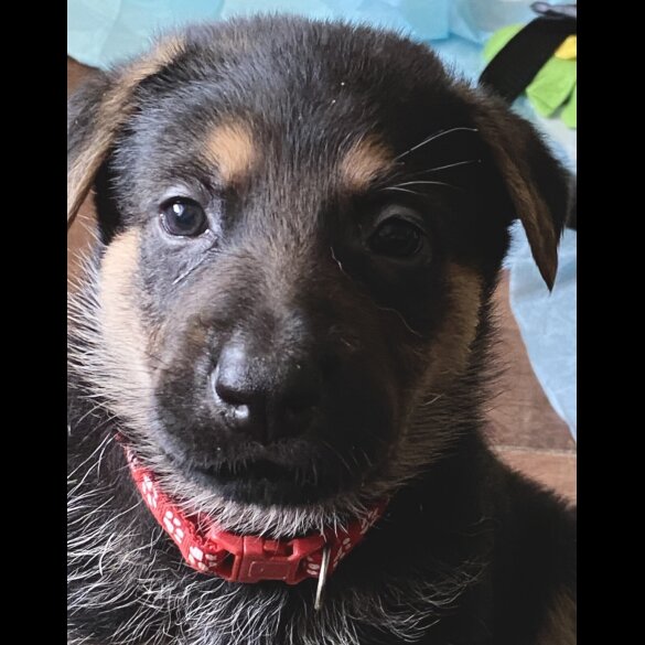 German Shepherd (Alsatian) - Both