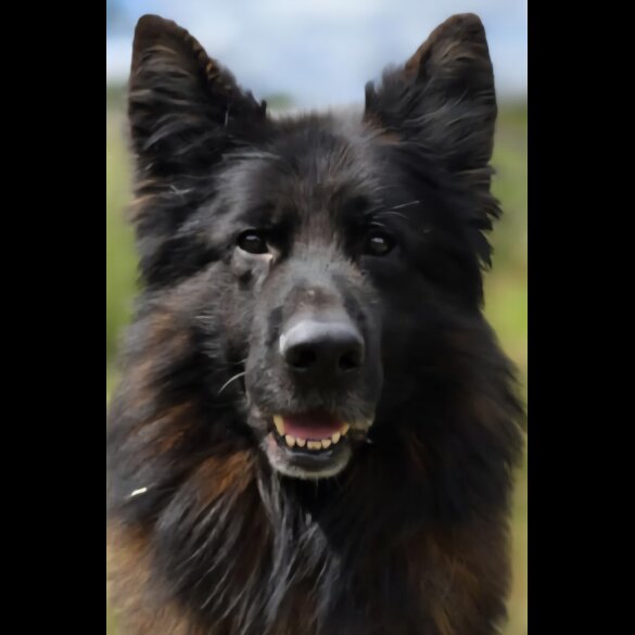 German Shepherd (Alsatian)