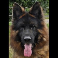German Shepherd (Alsatian)