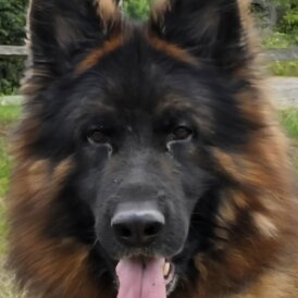 German Shepherd (Alsatian)