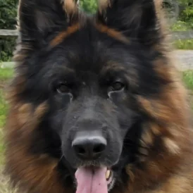 German Shepherd (Alsatian)