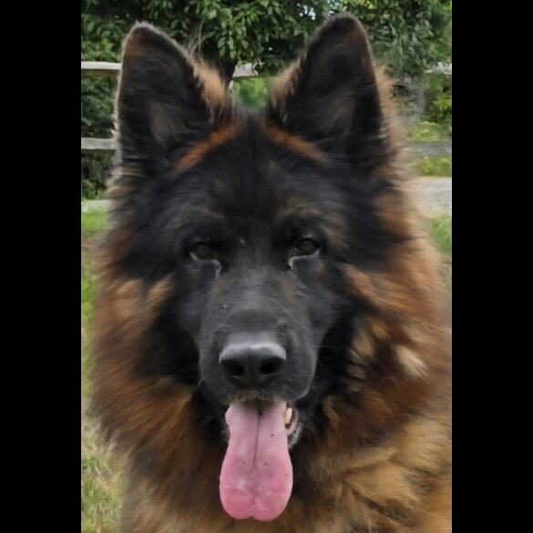 German Shepherd (Alsatian)