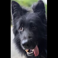 German Shepherd (Alsatian)